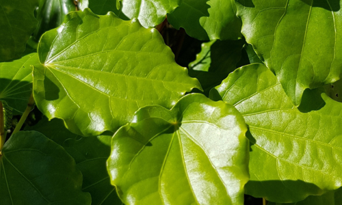 kawakawa leaves